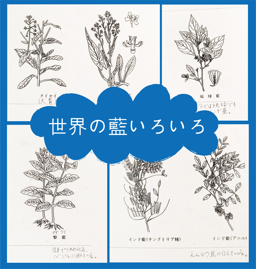 藍 藍の豆知識#11「世界の藍いろいろ」 | 藍染結の杜